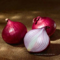 wholesale small red onion importer from Dubai